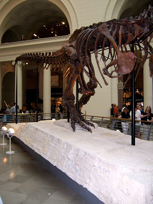 File:TRex4.jpg