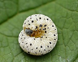 Tenthredo scrophulariae larva - Keila