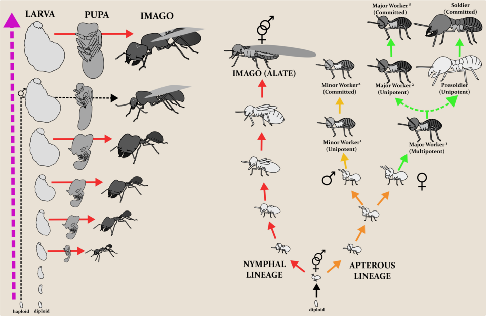File:Termite vs Ant Developmental biology.png