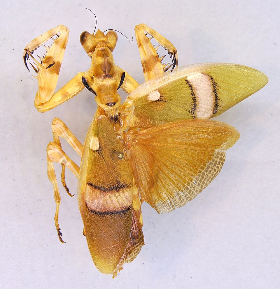 File:Theopropus elegans TPopp.jpg