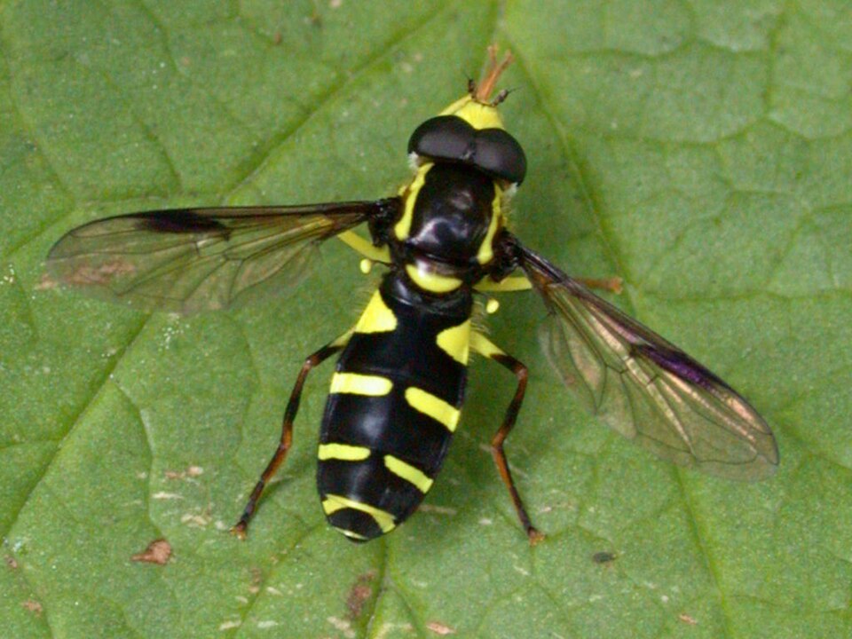File:Xanthogramma pedissequum 20030524.jpg