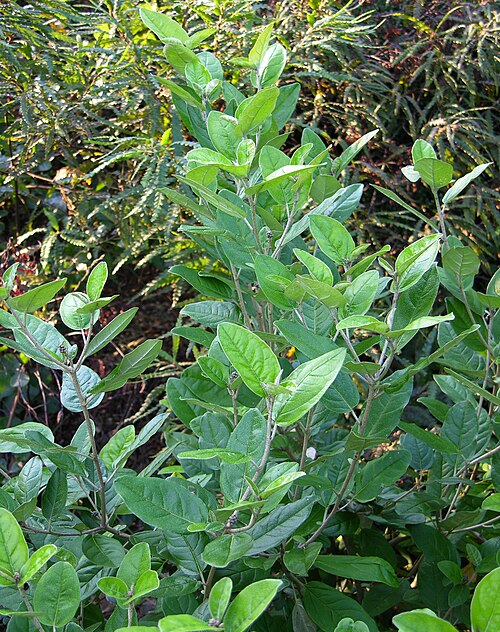 File:Alabama Croton Croton alabamensis Plant 2448px.jpg
