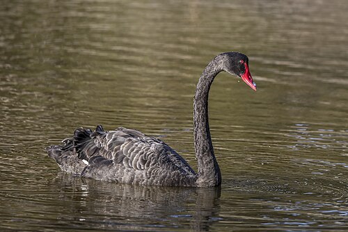 Black swan (Cygnus atratus Australia