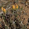 rare yellow-bracted form of the foothills paintbrush, Randall Davey Audubon Center.  Thanks to Mark Eggers for ID.