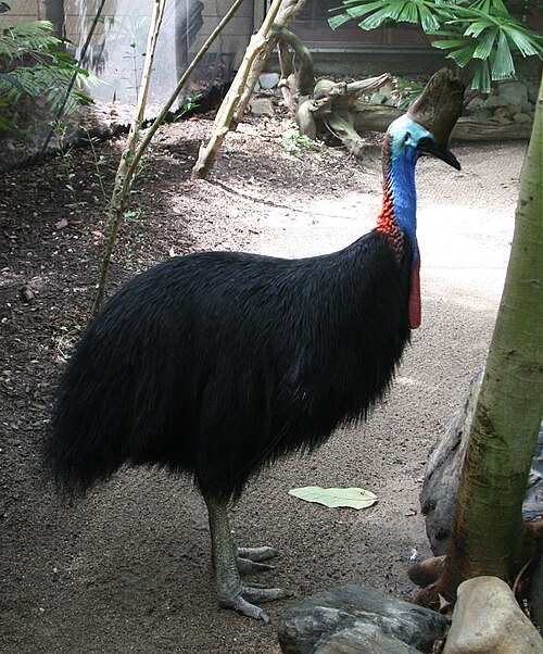 File:Casuarius casuariusAdjC1616.jpg