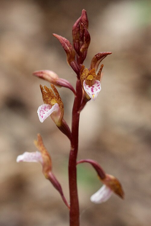 File:Corallorhiza wisteriana.jpg