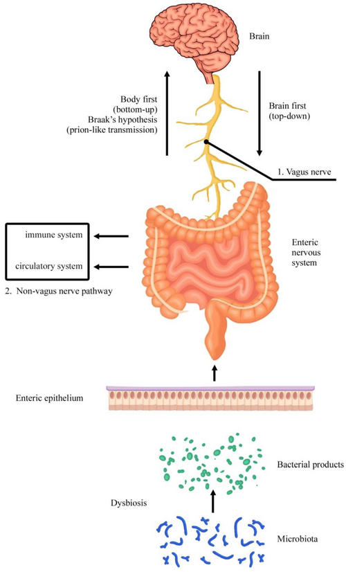 File:Enteric Nervous System.png