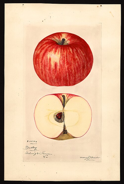 File:Pomological Watercolor POM00000189.jpg