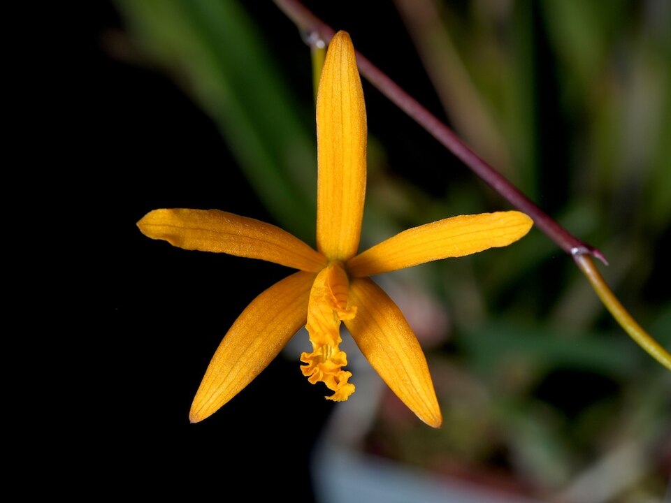 File:Cattleya alvaroana (11763085833).jpg