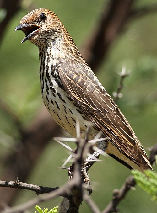 File:Cinnyricinclus leucogaster, Pilanesberg 6.jpg