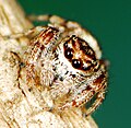 Thumbnail for version as of 02:59, 2 October 2025