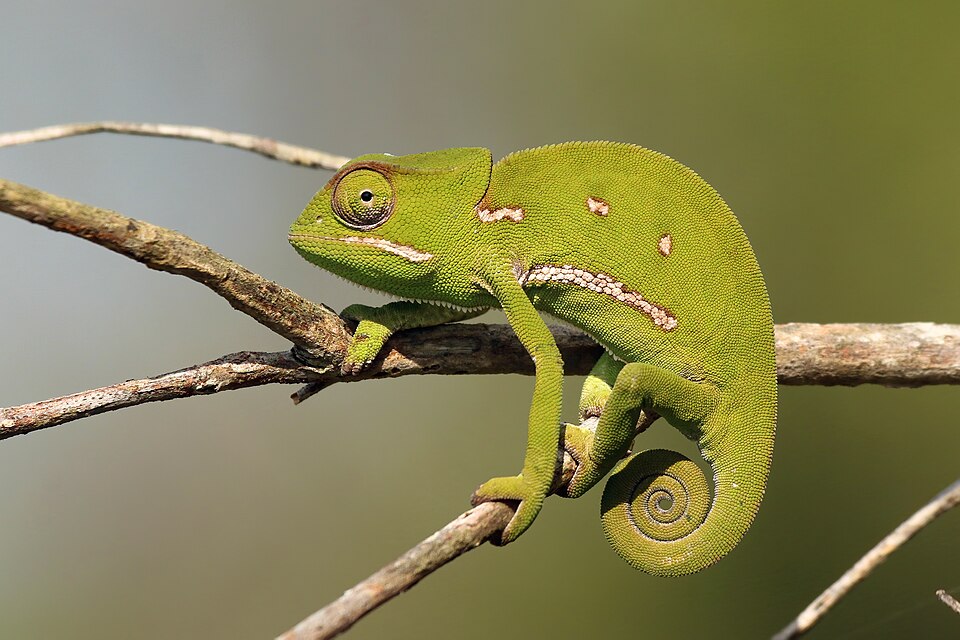 File:Flap-necked chameleon (Chamaeleo dilepis) female.jpg