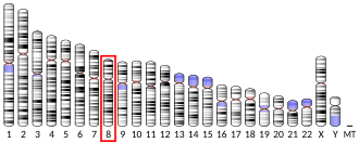 Chromosome 8 (human)