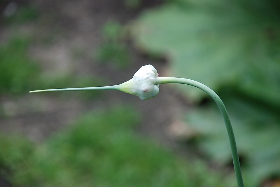 File:Knoblauch Bluete 3.JPG