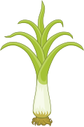 National Flower: Leek
