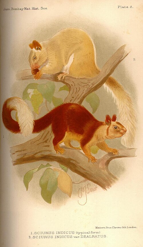 File:Sciurus indicusJBNHS.jpg