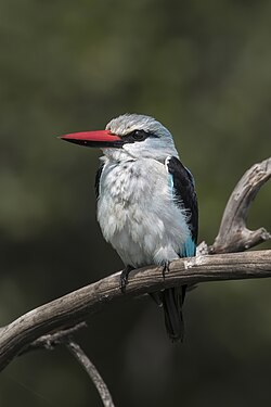 Woodland kingfisher Halcyon senegalensis cyanoleuca Namibia