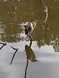 In Melbourne ZOO, Australia