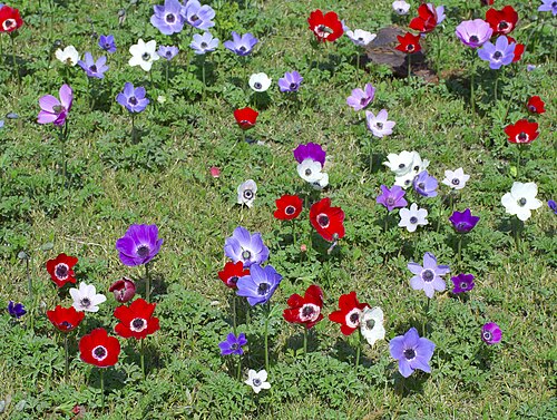 Colorful Anemone coronaria in Dalia, Israel
