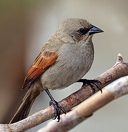 Baywing Agelaioides badius Brazil