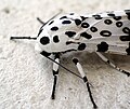 Leopard Moth