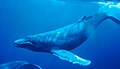 Image 121Whales were close to extinction until legislation was put in place. (from Marine conservation)