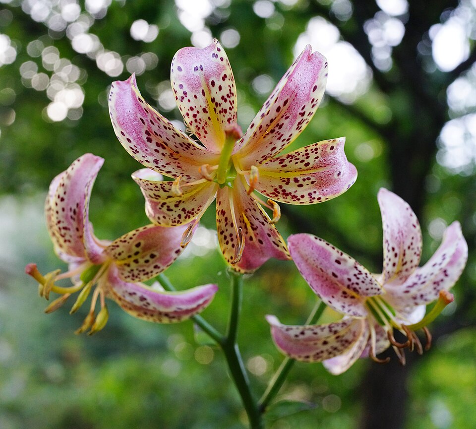 File:Lilium 'Slate's Morning'.jpg