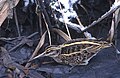 Thumbnail for version as of 20:26, 23 January 2005