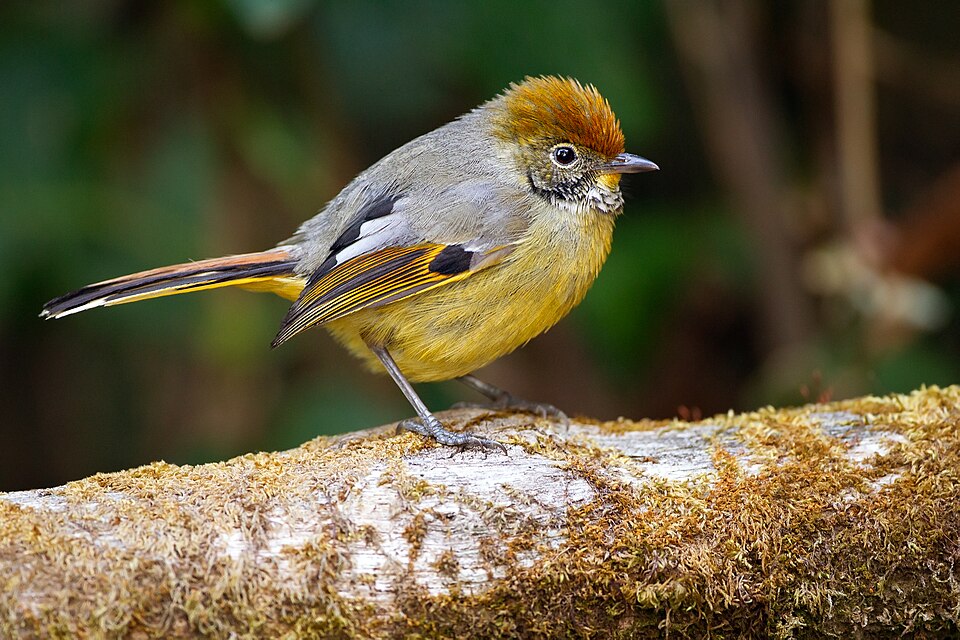 File:Minla strigula - Doi Inthanon.jpg