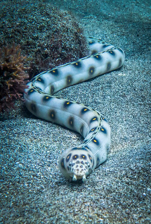 File:Myrichthys ocellatus (Serpentine ocellée).jpg