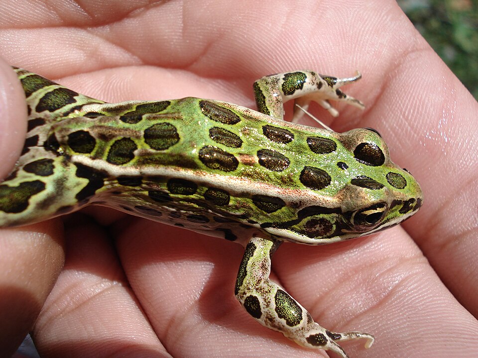 File:Northern Leopard Frog.JPG