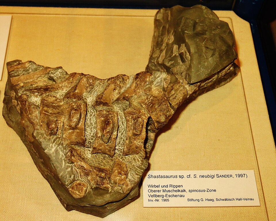File:Phantomosaurus cf neubigi 3.jpg