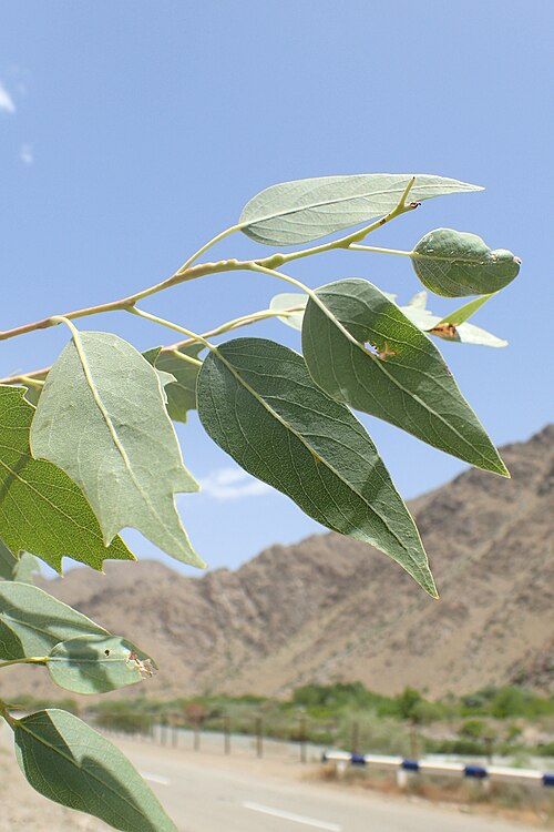 File:Populus euphratica kz03.jpg