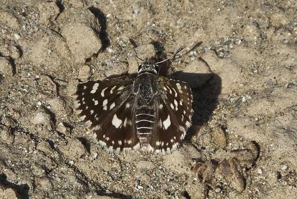 File:Spialia doris.jpg