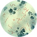 Thumbnail for version as of 00:30, 10 January 2026