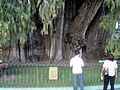 Full width of the Árbol del Tule, El Tule