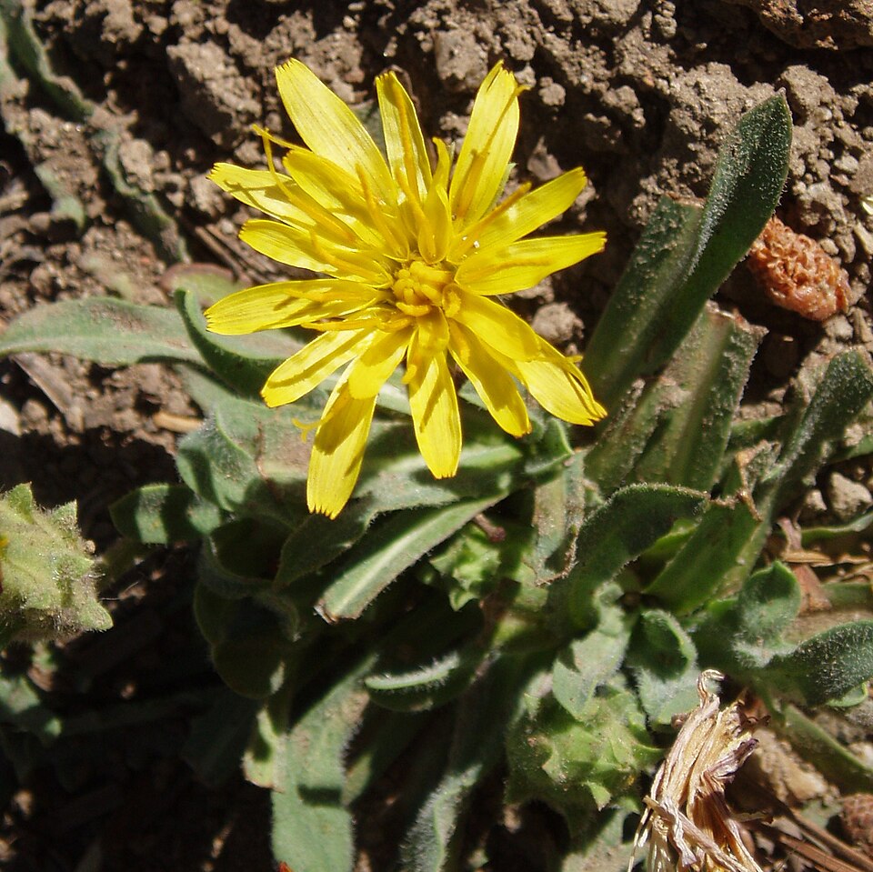 File:Agoserisretrorsa.jpg