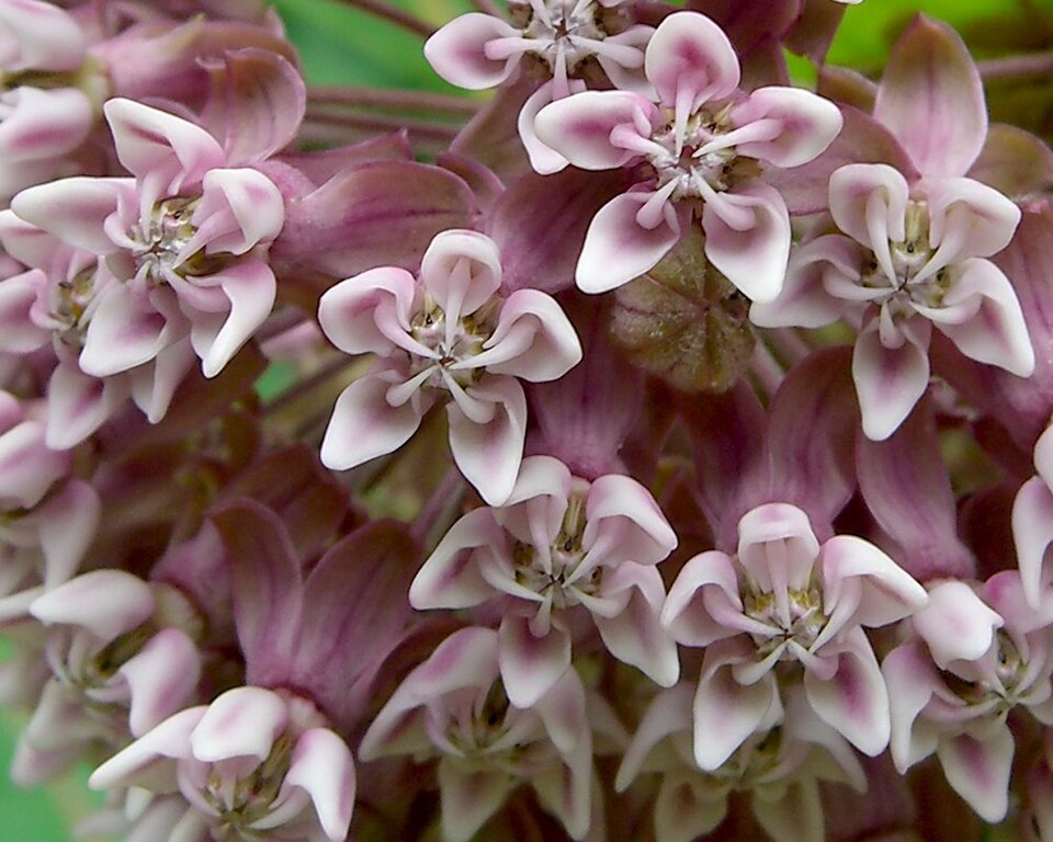 File:Asclepias syriaca (1035856056).jpg