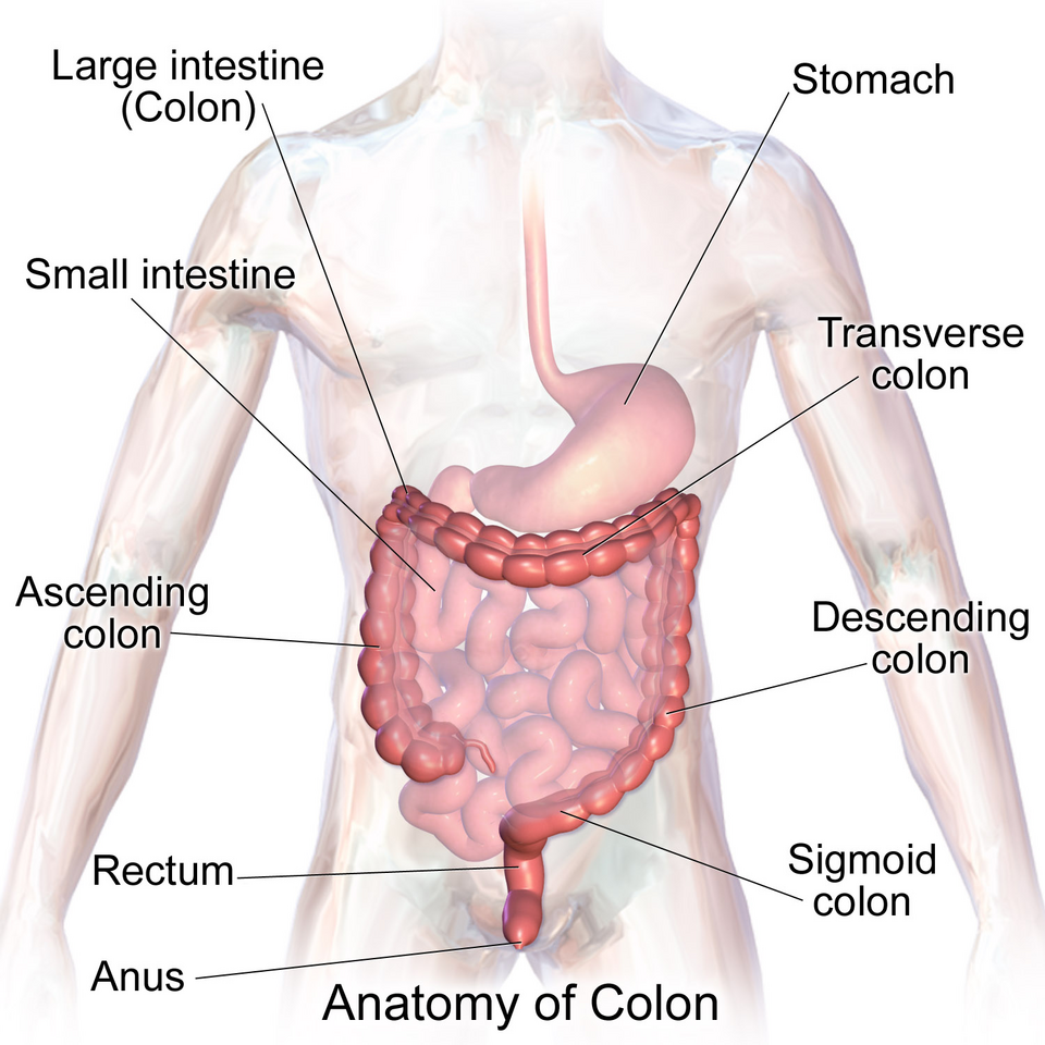 File:Blausen 0603 LargeIntestine Anatomy.png