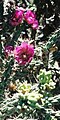Cane Cholla flowers and fruit