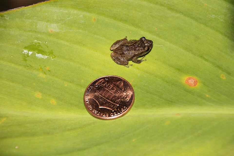 File:Coqui Frog Puerto Rico.JPG