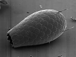 "Euglypha" sp.