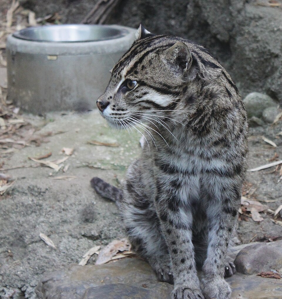 File:FishingCatDC.jpg