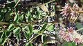 Gomphrena perennis