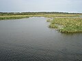 Wetlands