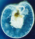 Image 32Dinoflagellate (from Marine food web)