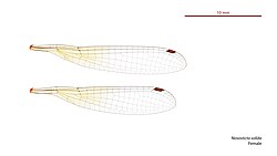 Female wings