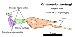 A color-coded image of a damaged fish skull with a 5 cm scale bar