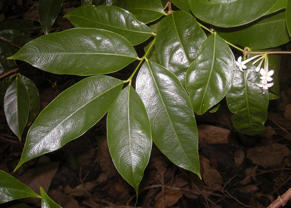 File:Phaleria clerodendron flowers and foliage.jpg