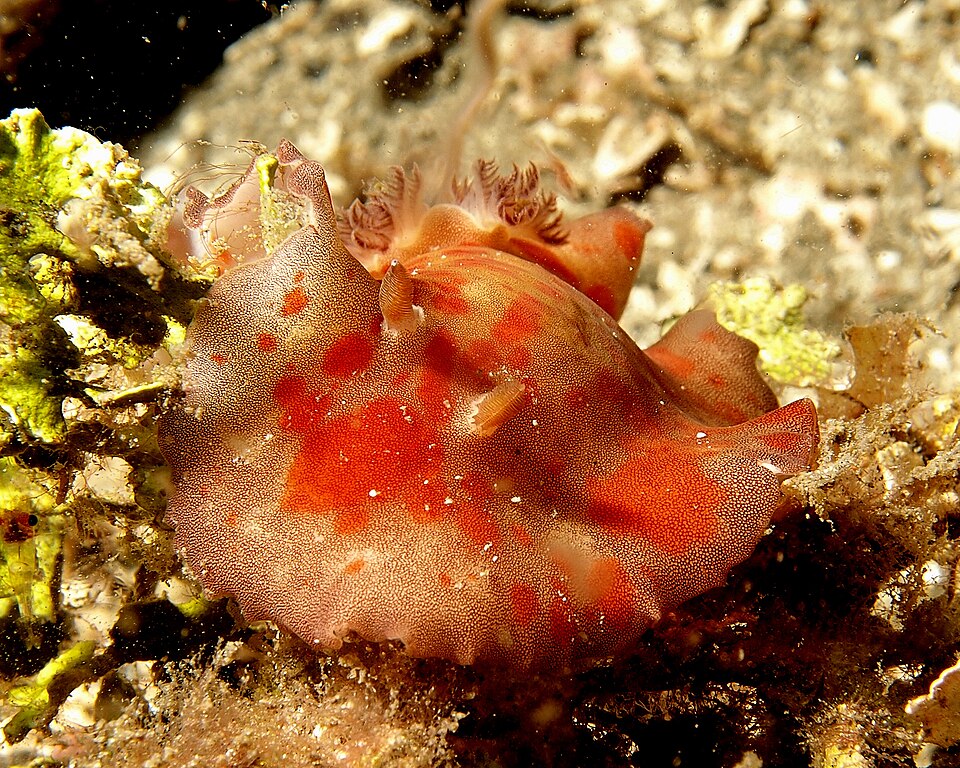 File:Platydoris cinerobranchiata (5386929538).jpg